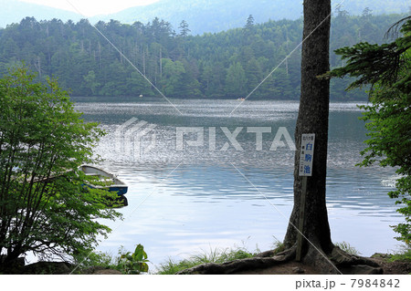 白駒の池 7984842