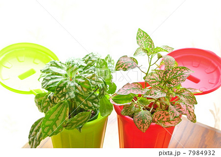 身近な緑化 7984932