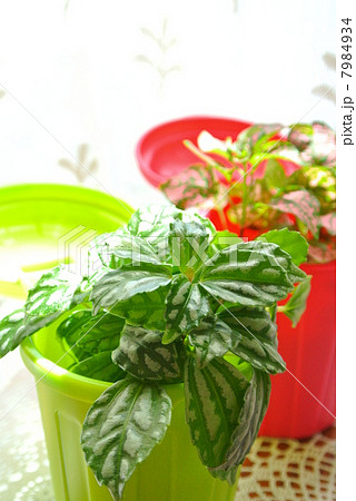 身近な緑化 7984934