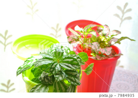 身近な緑化 7984935