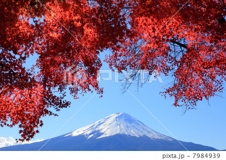 河口湖畔の紅葉と富士山 7984939