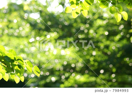 癒やしの新緑（カツラの葉） 7984993