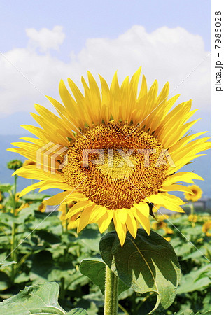 ひまわり 7985028