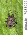 葉上のクサギカメムシ 7985092