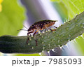 キュウリの養分を吸うクサギカメムシ（１） 7985093