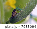 キュウリの養分を吸うクサギカメムシ（２） 7985094