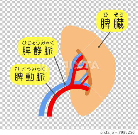spleen 7985256