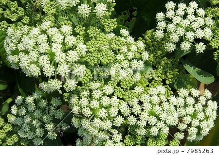 ボタンボウフウの花 ボタンボウフウの花 7985263