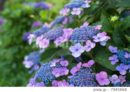 ガクアジサイのアップ ガクアジサイのアップ 7985668