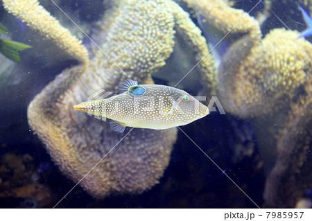 アラレキンチャクフグ 7985957