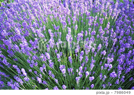 ドーヴィル　Deauville　ラベンダー 7986049