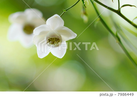 8月花　レンゲショウマ・キンポウゲ科25 7986449