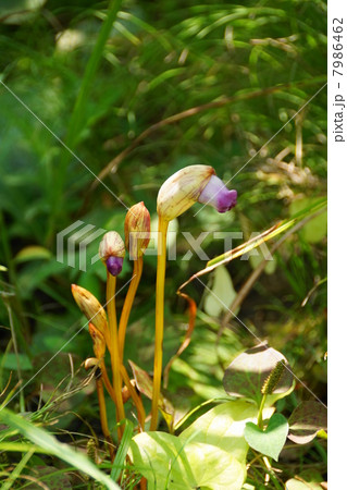 8月花　ナンバンギセル・ハマウツボ科05 7986462