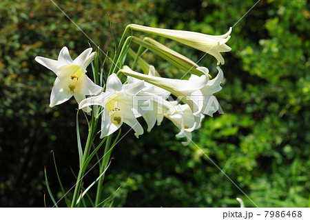 8月花　タカサゴユリ・ユリ科11 7986468