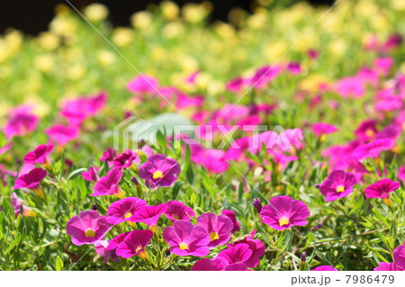 8月花　カリブラコア・ナス科03 7986479