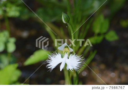 サギソウ 7986767