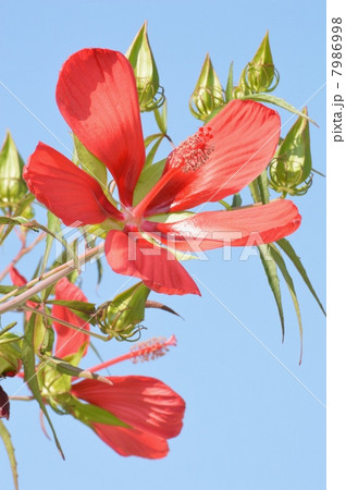 モミジアオイ 7986998