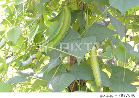 シカクマメ シカクマメ 7987040