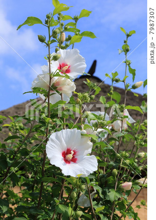 会津西街道　大内宿に咲くむくげ 7987307