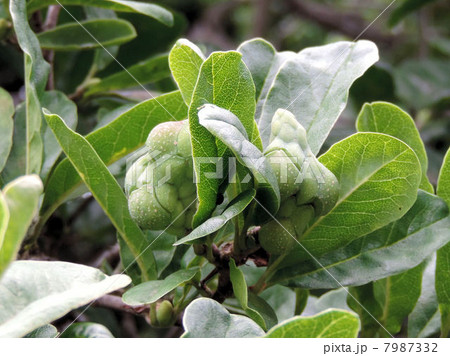 シデコブシの実／八王子 7987332