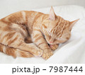 眠るマンチカン 7987444