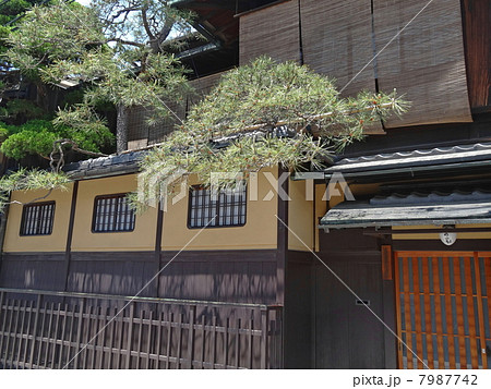 京町屋と見越しの松 駒寄せのある家の写真素材