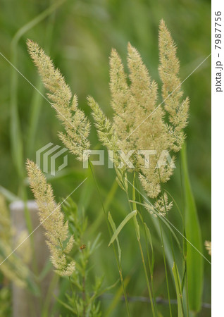 箱根湿性花園の植物　ヤマアワ　山粟 7987756