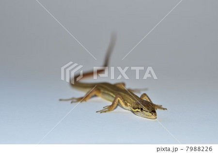 カナへビ 7988226