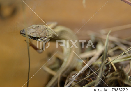 カナへビ カナへビ 7988229