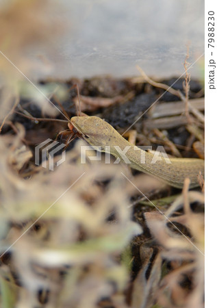 カナへビ 7988230