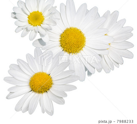 マーガレット 7988233