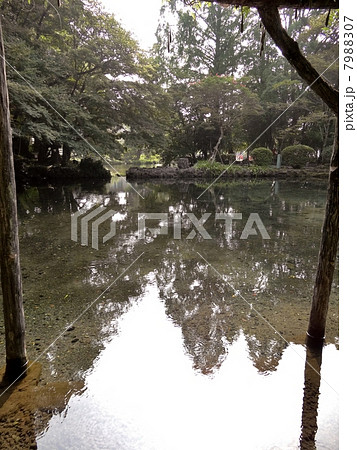 富士山本宮浅間大社 湧玉池 富士山本宮浅間大社 湧玉池 7988307