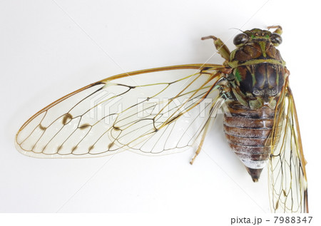 ヒグラシ（♀） 7988347