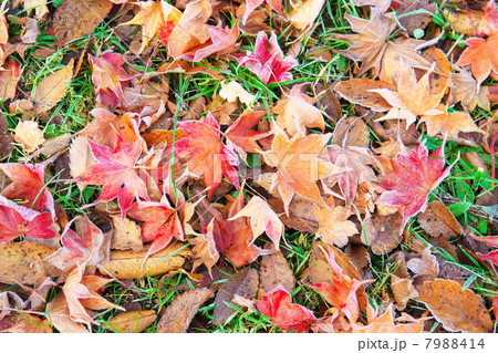 霜が降りた朝 霜が降りた朝 7988414