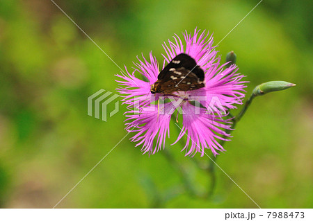 カワラナデシコとセセリチョウ カワラナデシコとセセリチョウ 7988473