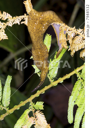 A giant land planarian climbing in the rainforest understory, Ecuador 7988532