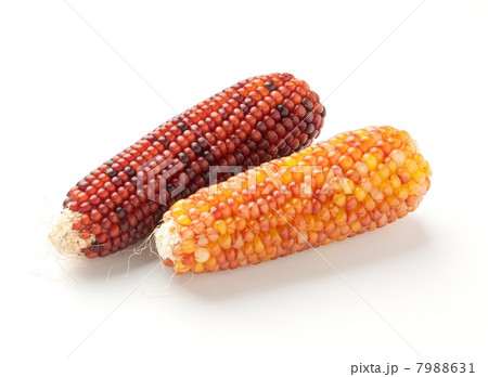 インディアンコーン 7988631