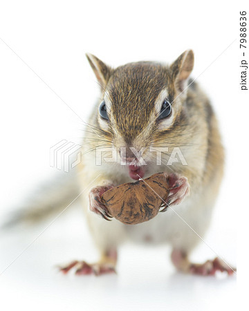 オニグルミを食べるシマリス 7988636