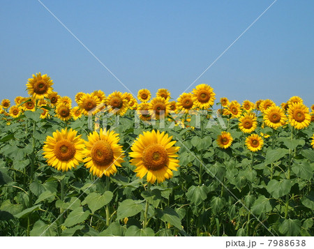 ひまわり畑 7988638
