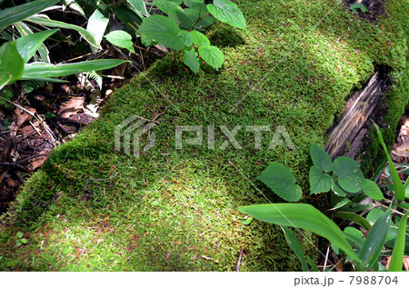 朽木苔 朽木に生えた苔 の写真素材 [7988704] - PIXTA