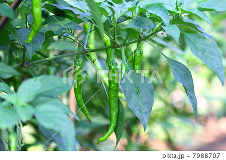 甘長とうがらし 7988707