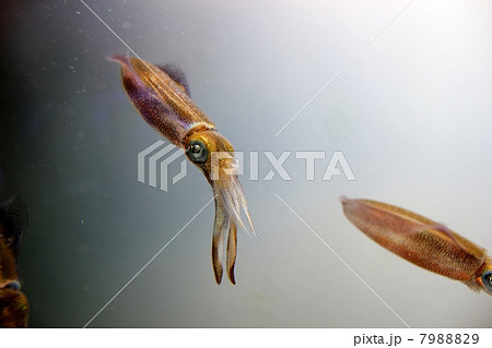 泳ぐホタルイカ 7988829