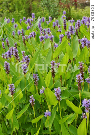水辺の花・しっかり帰化して群生するポンテデリアの花・縦位置 水辺の花・しっかり帰化して群生するポンテデリアの花・縦位置 7988851
