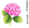 紫陽花 7988865