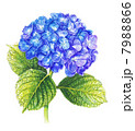 紫陽花 7988866