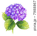紫陽花 7988867