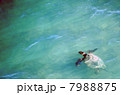 ウミガメ 7988875
