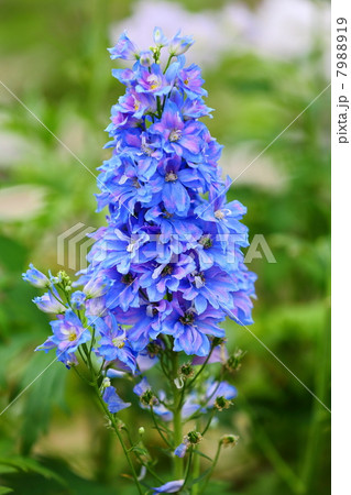Delphinium Delphinium 7988919