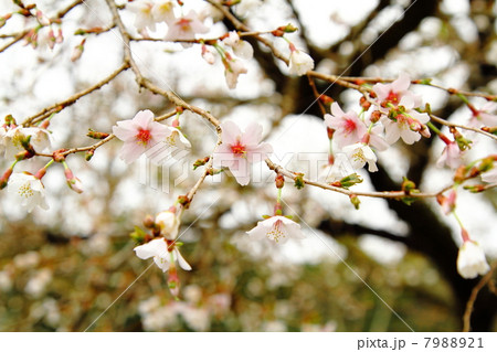Prunus incisa Thunb. ex Murray 7988921