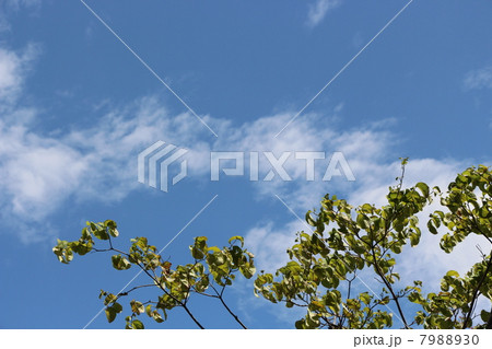 空 空 7988930
